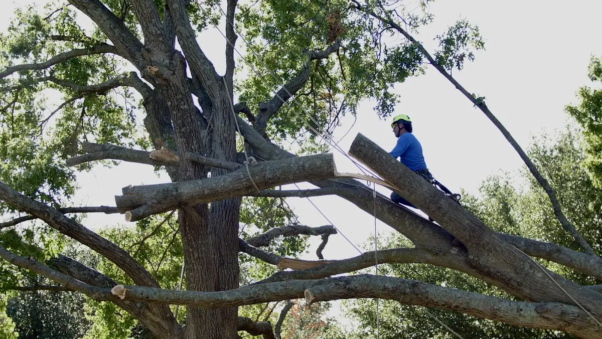 Professional Hazardous Tree Removal performed by certified arborists in Victor