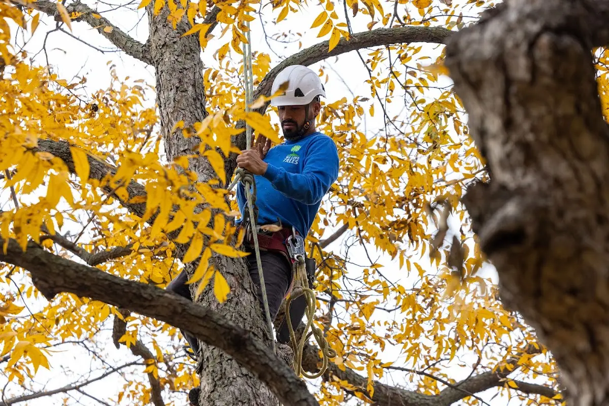Skilled Dead Tree Removal crew working in Victor